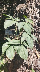 Syngonium angustatum