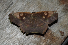 Paragonia cruraria