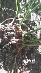 Syngonium angustatum