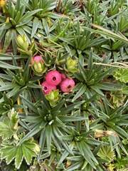 Disterigma empetrifolium