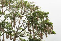 Psarocolius decumanus