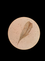 Microbryum floerkeanum