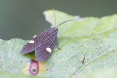 Aclytia