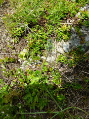 Veronica bellidioides