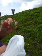 Veronica bellidioides
