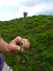 Veronica bellidioides