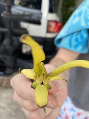Cananga
