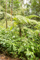 Cyathea arborea