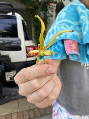 Cananga