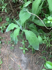 Siphocampylus giganteus