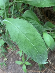 Siphocampylus giganteus