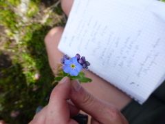 Myosotis alpestris