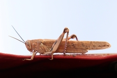 Cyrtacanthacridini