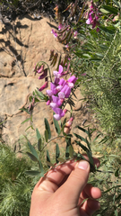 Lathyrus vestitus