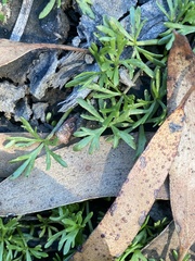 Ranunculus amphitrichus