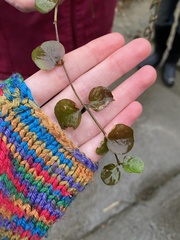 Lysimachia nummularia