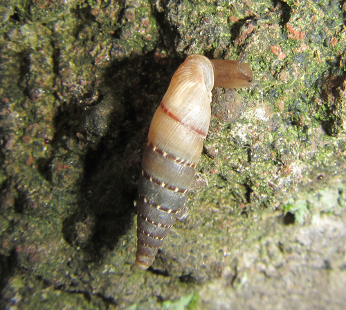 Cliveden Snail