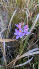 Calopogon barbatus