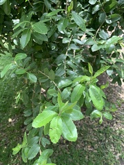 Schinus latifolia