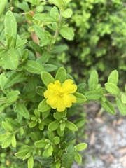 Hibbertia aspera