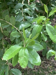 Schinus latifolia