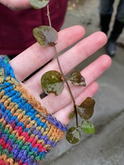 Lysimachia nummularia