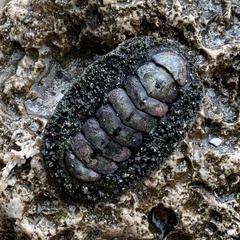 Acanthopleura