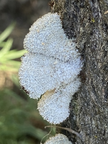 iNaturalist observation photo of splitgill mushroom