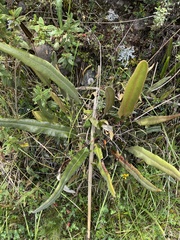 Elaphoglossum engelii