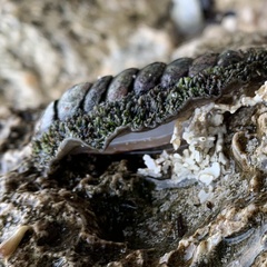 Acanthopleura