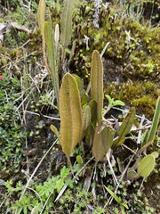 Elaphoglossum engelii