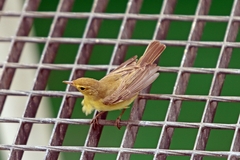 Phylloscopidae