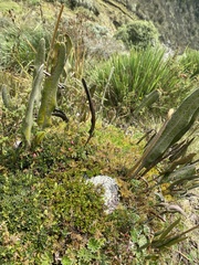 Elaphoglossum engelii