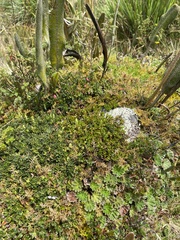 Elaphoglossum engelii