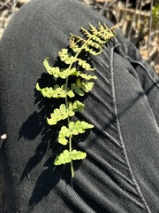 Woodsia obtusa obtusa