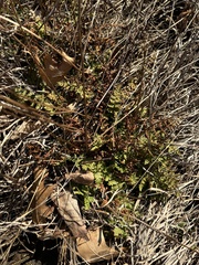 Woodsia obtusa obtusa