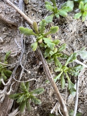 Lepidium flavum