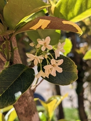 Osmanthus fragrans