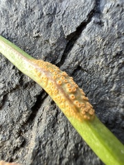 Puccinia mariae-wilsoniae