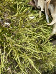 Amblystegium serpens