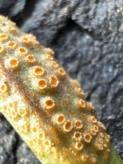 Puccinia mariae-wilsoniae