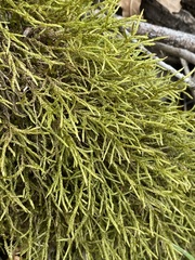 Amblystegium serpens