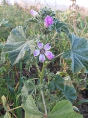 Malva nicaeensis