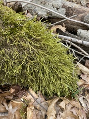 Amblystegium serpens