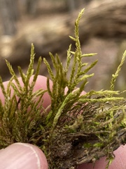 Amblystegium serpens