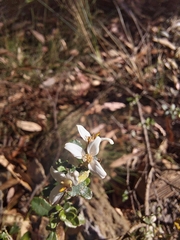 Olearia myrsinoides