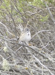Artemisiospiza belli clementeae