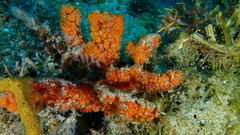 Ptilocaulis walpersii