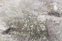 Castilleja grisea