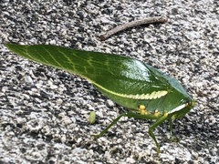 Philophyllia guttulata